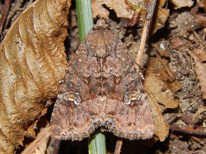 Noctuidae da ID